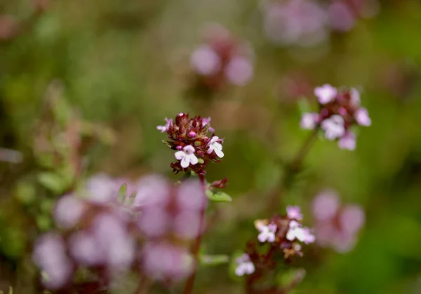 大加那利植物 普通胸腺 常见的百里香自然大花背景 — 图库照片