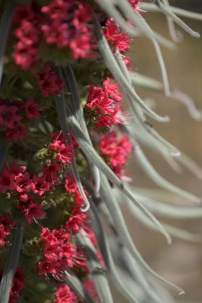 テネリフェ島の植物 Echium Wildpretii Mount Teide Bugloss Garden Escape Gran Canaria — ストック写真