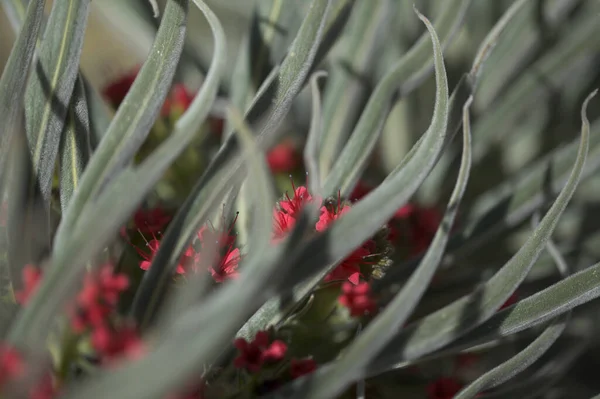 Flora Tenerife Echium Wildpretii Mount Teide Bugloss Kerti Menekülés Gran — Stock Fotó