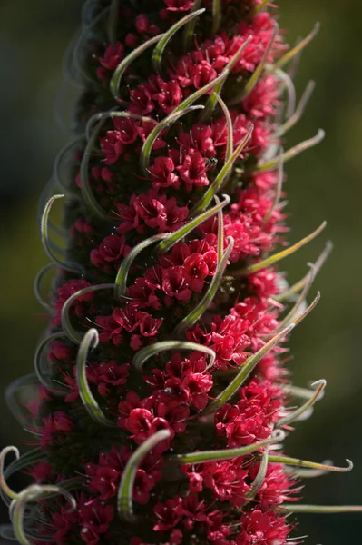 Flora Tenerife Echium Wildpretii Mount Teide Bugloss Kerti Menekülés Gran — Stock Fotó