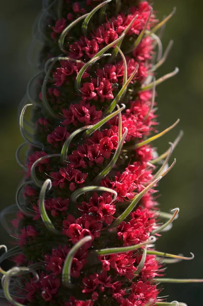 Flore Tenerife Echium Wildpretii Mont Teide Bugloss Évasion Jardin Sur — Photo