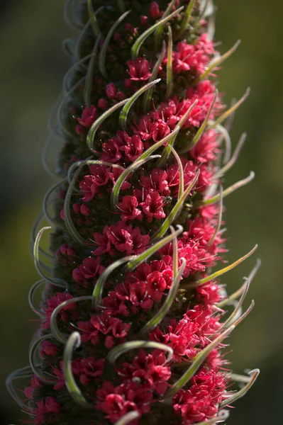 Flora Tenerife Echium Wildpretii Mount Teide Bugloss Kerti Menekülés Gran — Stock Fotó