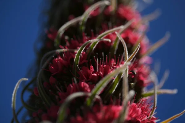 Flora Von Teneriffa Echium Wildpretii Teide Hochglanz Gartenflucht Auf Gran — Stockfoto