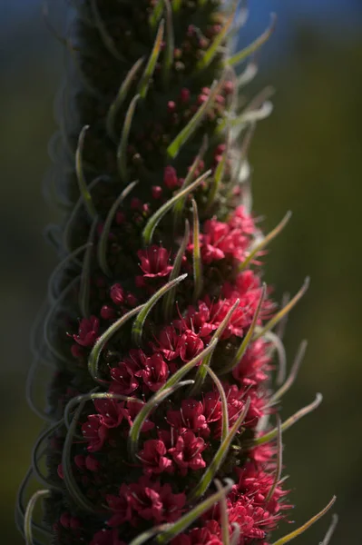 Tenerife Den Flora Echium Wildpretii Teide Dağı Böcek Parlatıcısı Gran — Stok fotoğraf