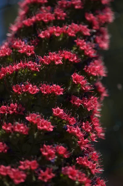 Flóra Tenerife Echium Wildpretii Mount Teide Bugloss Zahradní Útěk Gran — Stock fotografie
