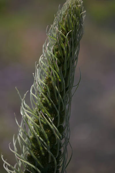 Flora Teneryfy Echium Wildpretii Wzgórze Teide Ucieczka Ogrodu Gran Canarii — Zdjęcie stockowe