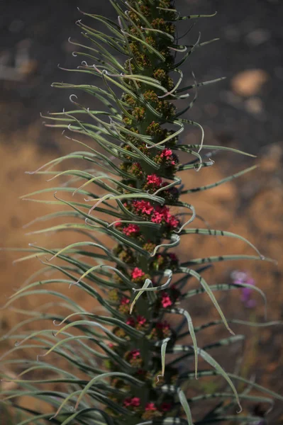 Flora Tenerife Echium Wildpretii Mount Teide Bugloss Kerti Menekülés Gran — Stock Fotó
