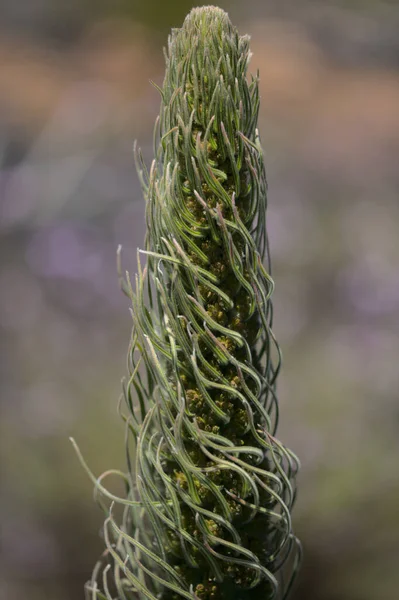 Flora Von Teneriffa Echium Wildpretii Teide Hochglanz Gartenflucht Auf Gran — Stockfoto