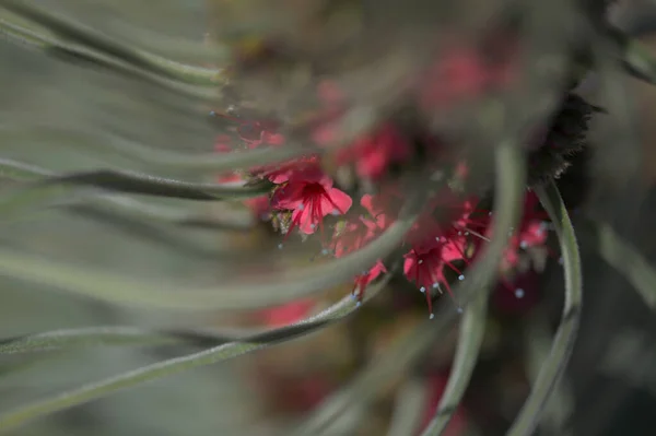 テネリフェ島の植物 Echium Wildpretii Mount Teide Bugloss Garden Escape Gran Canaria — ストック写真