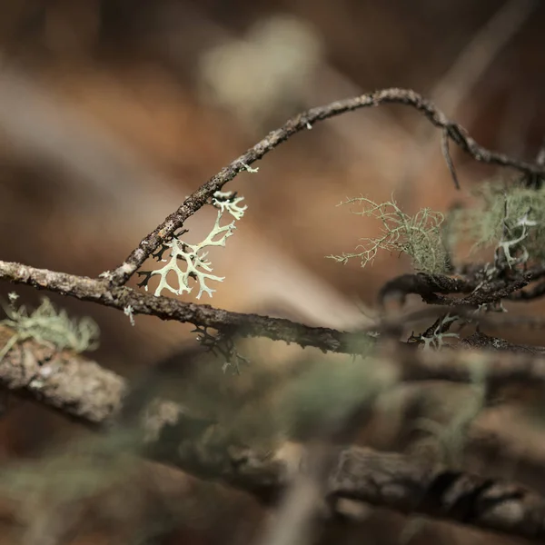 Vochtig Gebied Boomstam Bedekt Met Korstmossen Natuurlijke Macro Bloemenachtergrond — Stockfoto