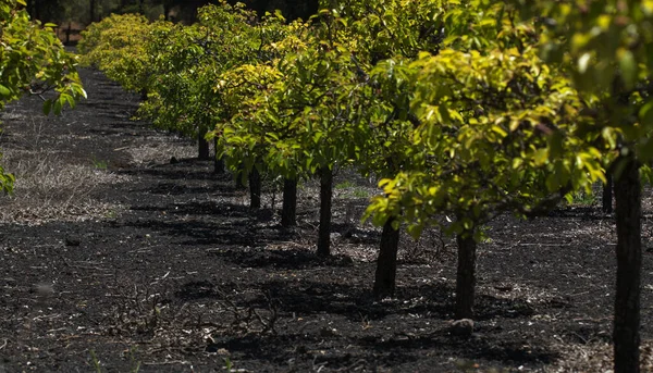 Tuinbouw Van Gran Canaria Perenboomgaarden Las Cumbres Toppen Van Gran — Stockfoto