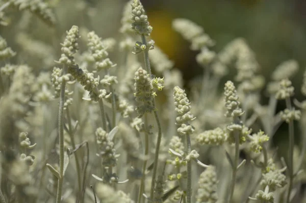 Flóra Gran Canaria Sideritis Dasygnaphala Bílý Horský Čaj Gran Canaria — Stock fotografie