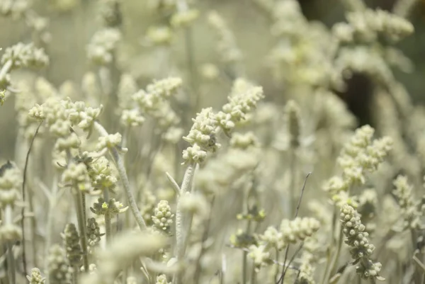 グラン カナリアの花 シドレイティス ダシグナパラ グラン カナリアの白い山のお茶 固有種 自然マクロな花の背景 — ストック写真