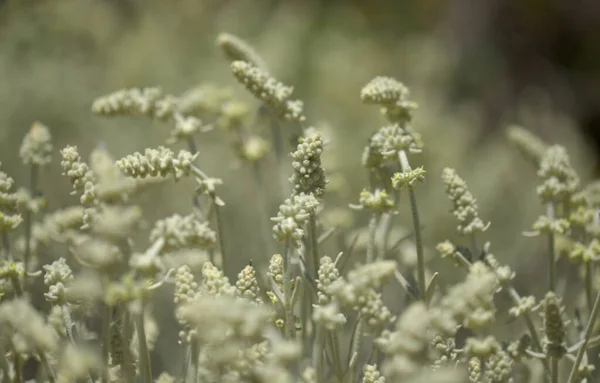 Flora Van Gran Canaria Sideritis Dasygnaphala Witte Bergthee Van Gran — Stockfoto