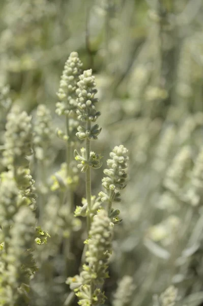 グラン カナリアの花 シドレイティス ダシグナパラ グラン カナリアの白い山のお茶 固有種 自然マクロな花の背景 — ストック写真