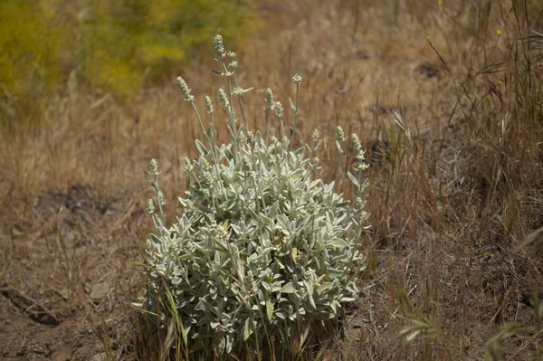 Flora Gran Canaria Sideritis Dasygnaphala Chá Montanha Branco Gran Canaria — Fotografia de Stock
