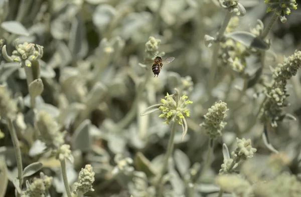 Χλωρίδα Της Gran Canaria Sideritis Dasygnaphala Λευκό Τσάι Του Βουνού — Φωτογραφία Αρχείου