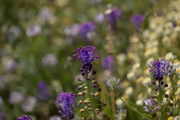 Flora Von Gran Canaria Leopoldia Comosa Quaste Hyazinthe Natürlicher Makrofloraler — Stockfoto