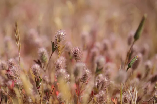 Flora Van Gran Canaria Trifolium Arvense Harefoot Klaver Natuurlijke Macro — Stockfoto