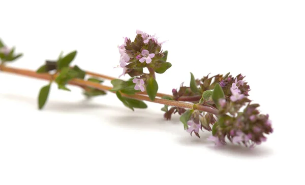 Flora Gran Canarii Thymus Vulgaris Tymianek Pospolity Izolowany Białym Tle — Zdjęcie stockowe