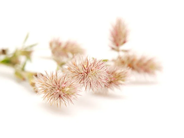 Flora Gran Canarii Koniczyna Harefoot Trifolium Arvense — Zdjęcie stockowe