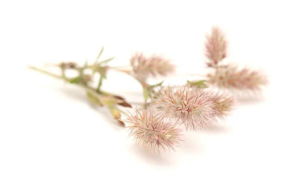 Flóra Gran Canaria Trifolium Arvense Zaječí Jetel — Stock fotografie