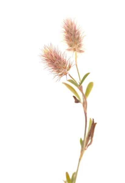 Флора Гран Канария Trifolium Arvense Harvense Harefoot Clover — стоковое фото