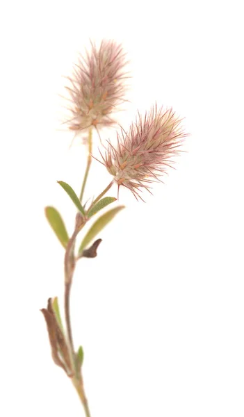 グラン カナリアの花 Trifolium Arvense Haefclover — ストック写真