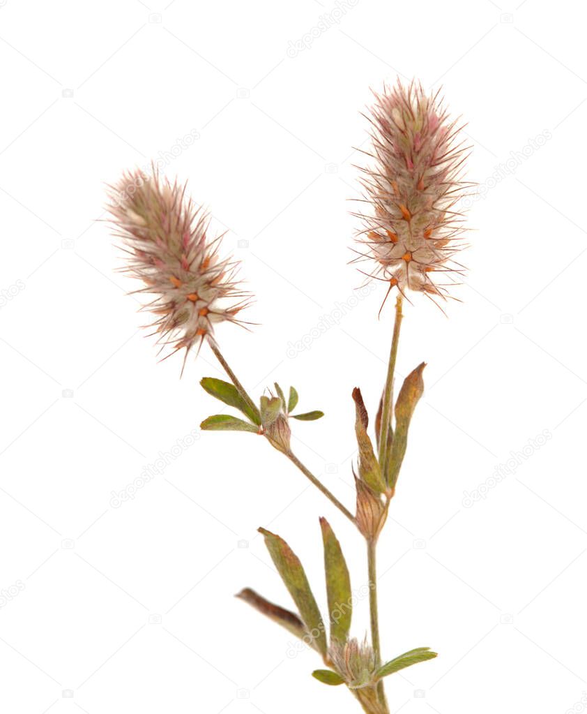 Flora of Gran Canaria -  Trifolium arvense harefoot clover 