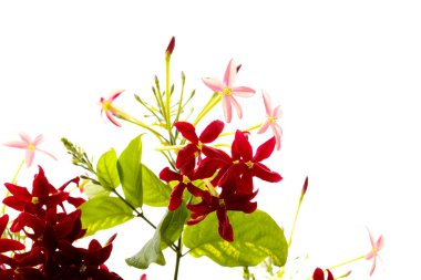 Combretum indicum 'un enfeksiyonları, Rangoon sürüngeni doğal makro çiçek arkaplanı.