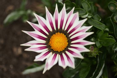 Çiçek açan Gazania rijenleri, hazine çiçekleri, doğal makro çiçekli arka plan