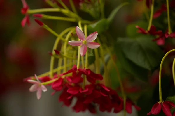 花序の総状花序 ラングーンクリーパー自然マクロ花の背景 — ストック写真