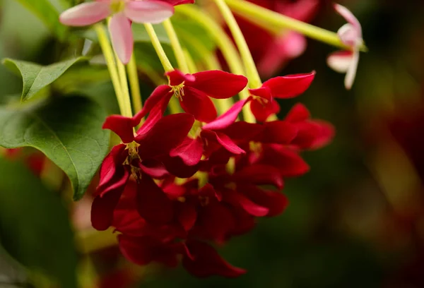 Инфляция Combretum Indicum Rangoon Creaper Natural Macro Flower Fon — стоковое фото