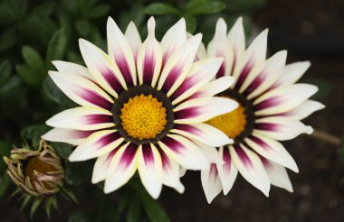 Çiçek açan Gazania rijenleri, hazine çiçekleri, doğal makro çiçekli arka plan
