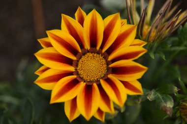 Çiçek açan Gazania rijenleri, hazine çiçekleri, doğal makro çiçekli arka plan
