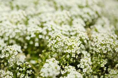 Lobularia maritima çiçekli bahçe çeşitleri, tatlı alyssum doğal makro çiçekli arka plan.