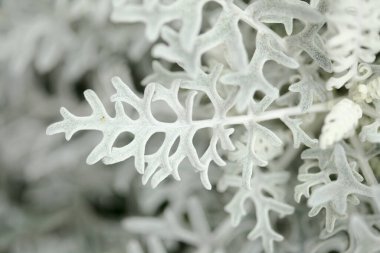 Gümüş yapraklı doğal makro çiçek arkaplanı Jacobaea maritima, yaygın olarak gümüş ragwort olarak bilinir.
