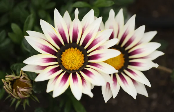 開花ガザニアの剛性 宝の花 天然のマクロの花の背景 — ストック写真