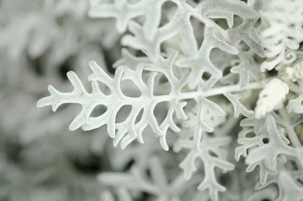 銀の葉を持つ天然のマクロフラワーの背景一般的に銀ラグヨモギとして知られているジャコバイト マリティマ — ストック写真