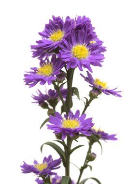 Small purple aster flower inflorescence  isolated on white background clipart
