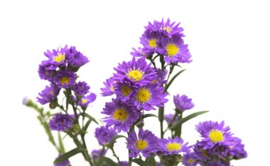 Küçük mor paskalya çiçeği kabartması beyaz arkaplanda izole edilmiş