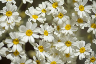 Gran Canaria 'dan Flora - Tanasetum ptarmiciflorum, gümüş tansi, adaya özgü bitki, doğal makro çiçekli arka plan