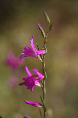 Gran Canaria 'dan Flora - Gladiolus italicus, vahşi gladiolus doğal makro çiçekli arka plan