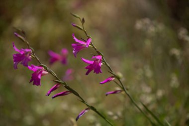 Gran Canaria 'dan Flora - Gladiolus italicus, vahşi gladiolus doğal makro çiçekli arka plan