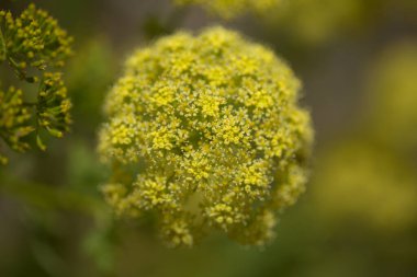 Gran Canaria 'dan Flora - Todaroa Montana, Kanarya Adalarına özgü bitki, doğal makro çiçekli arka plan