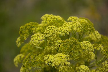 Gran Canaria 'dan Flora - Todaroa Montana, Kanarya Adalarına özgü bitki, doğal makro çiçekli arka plan