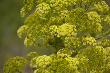 Gran Canaria 'dan Flora - Todaroa Montana, Kanarya Adalarına özgü bitki, doğal makro çiçekli arka plan