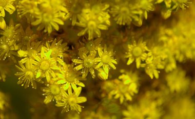 Gran Canaria 'dan Flora - Aeonium undulatum' un büyük bir infloresanı, adaya özgü sulu bir endemik doğal makro çiçek arkaplanı.
