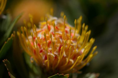 Sarı leucospermum katerinae, Catherine-wheel protea doğal makro çiçek arkaplanı