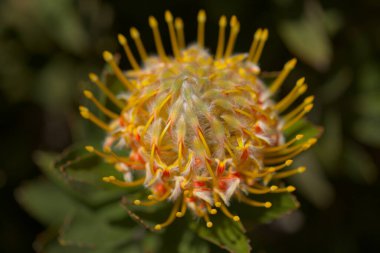 Sarı leucospermum katerinae, Catherine-wheel protea doğal makro çiçek arkaplanı
